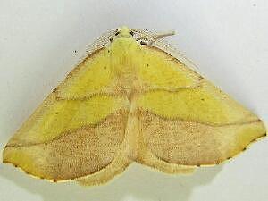 Sicya macularia