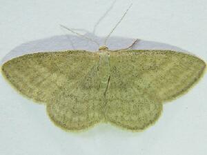 Scopula luteolata