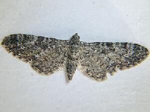 Eupithecia lafontaineata