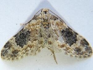 Eupithecia tenuata