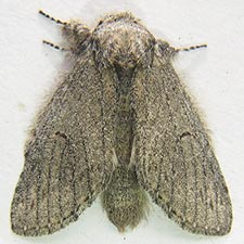 Cecrita plumosa