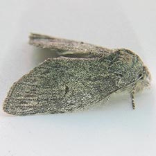 Cecrita plumosa