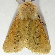 Spilosoma vagans