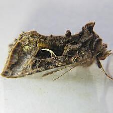 Autographa sansoni