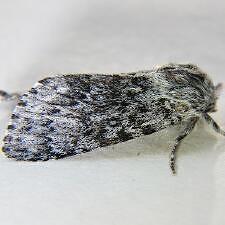 Acronicta lupini