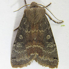 Homoglaea carbonaria