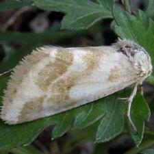 Schinia obliqua