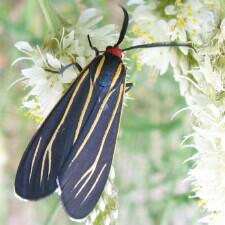 Ctenucha venosa