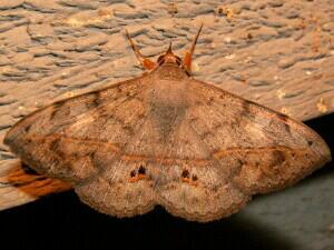 Anticarsia gemmatalis