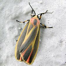 Hypoprepia fucosa