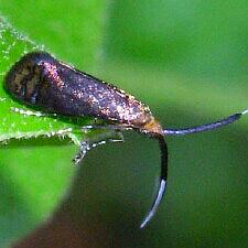 Adela caeruleella