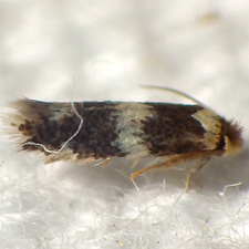 Acalyptris thoracealbella