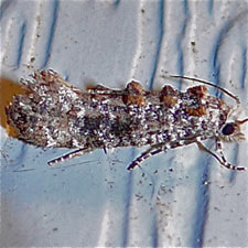 Xylesthia pruniramiella