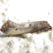 Tinea occidentella