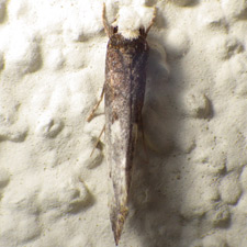 Tinea occidentella