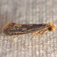 Monopis crocicapitella