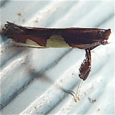 Caloptilia bimaculatella