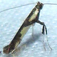 Caloptilia blandella