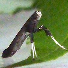 Caloptilia rhoifoliella