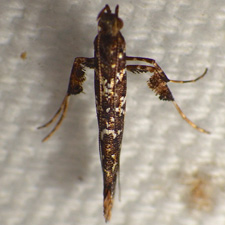 Caloptilia serotinella