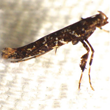 Caloptilia serotinella