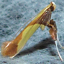 Caloptilia superbifrontella