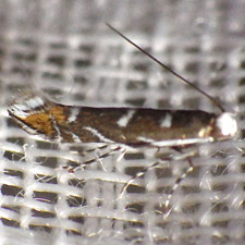 Parectopa robiniella