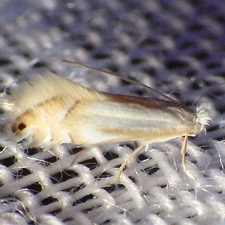 Phyllonorycter lucidicostella