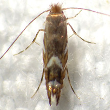 Macrosaccus robiniella