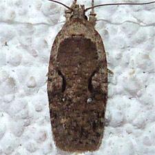 Agonopterix curvilineella