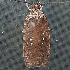 Agonopterix clemensella