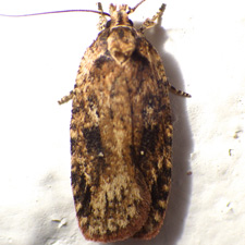 Agonopterix pulvipennella