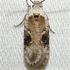 Agonopterix alstroemeriana