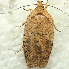 Agonopterix thelmae