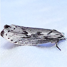 Ethmia semitenebrella