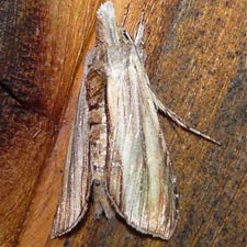 Cucullia convexipennis