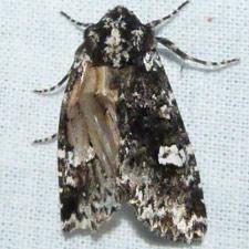 Melanchra adjuncta