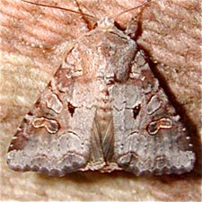 Trichordestra legitima