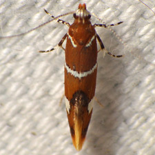 Promalactis suzukiella