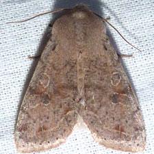 Orthosia hibisci