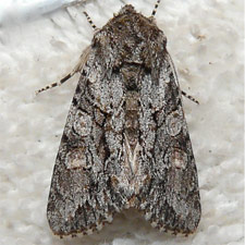 Achatia distincta