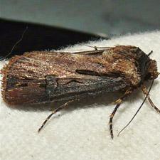 Agrotis venerabilis