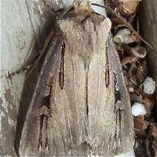 Agrotis stigmosa