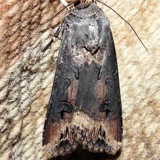 Agrotis ipsilon