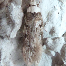 Endrosis sarcitrella