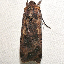 Peridroma saucia