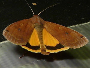 Noctua pronuba