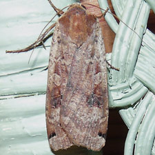 Noctua pronuba