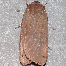 Noctua pronuba