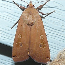 Noctua pronuba